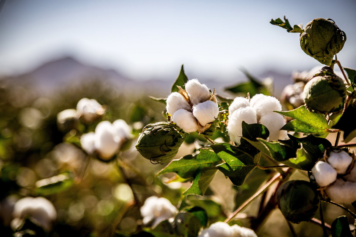 25 WHITE COTTON Gossypium Hirsutum Plant Seeds
