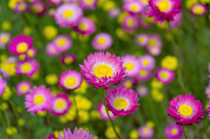 100 MIXED DOUBLE ACROCLINIUM Paper Daisy Helipterum Roseum Rhodanthe Flower Seeds