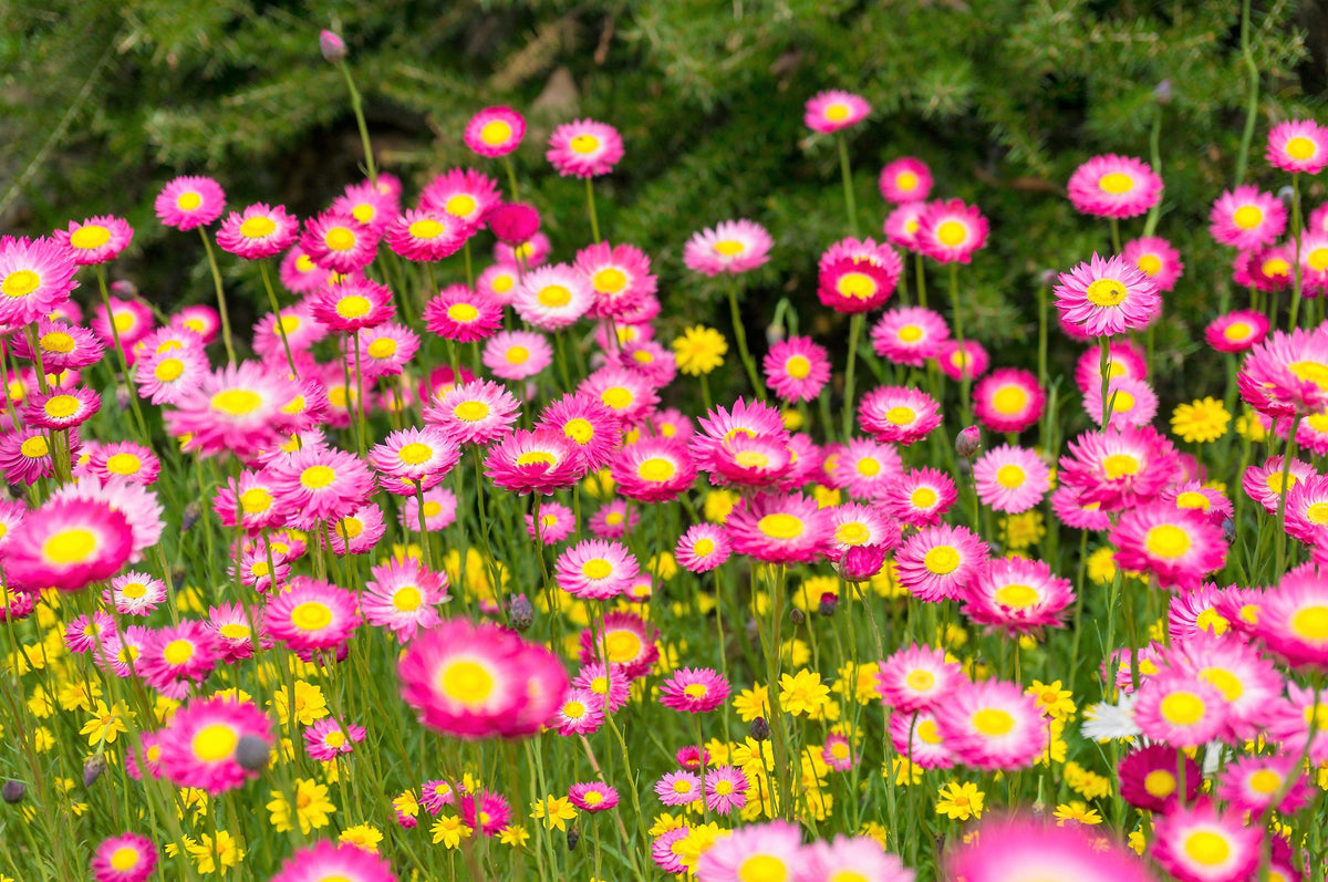 100 MIXED DOUBLE ACROCLINIUM Paper Daisy Helipterum Roseum Rhodanthe Flower Seeds