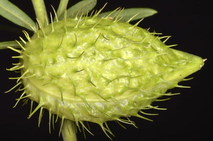 10 SWAN MILKWEED Hairy Balls Butterfly Weed Asclepias Gomphocarpus Fruticosus Monarch Flower Seeds