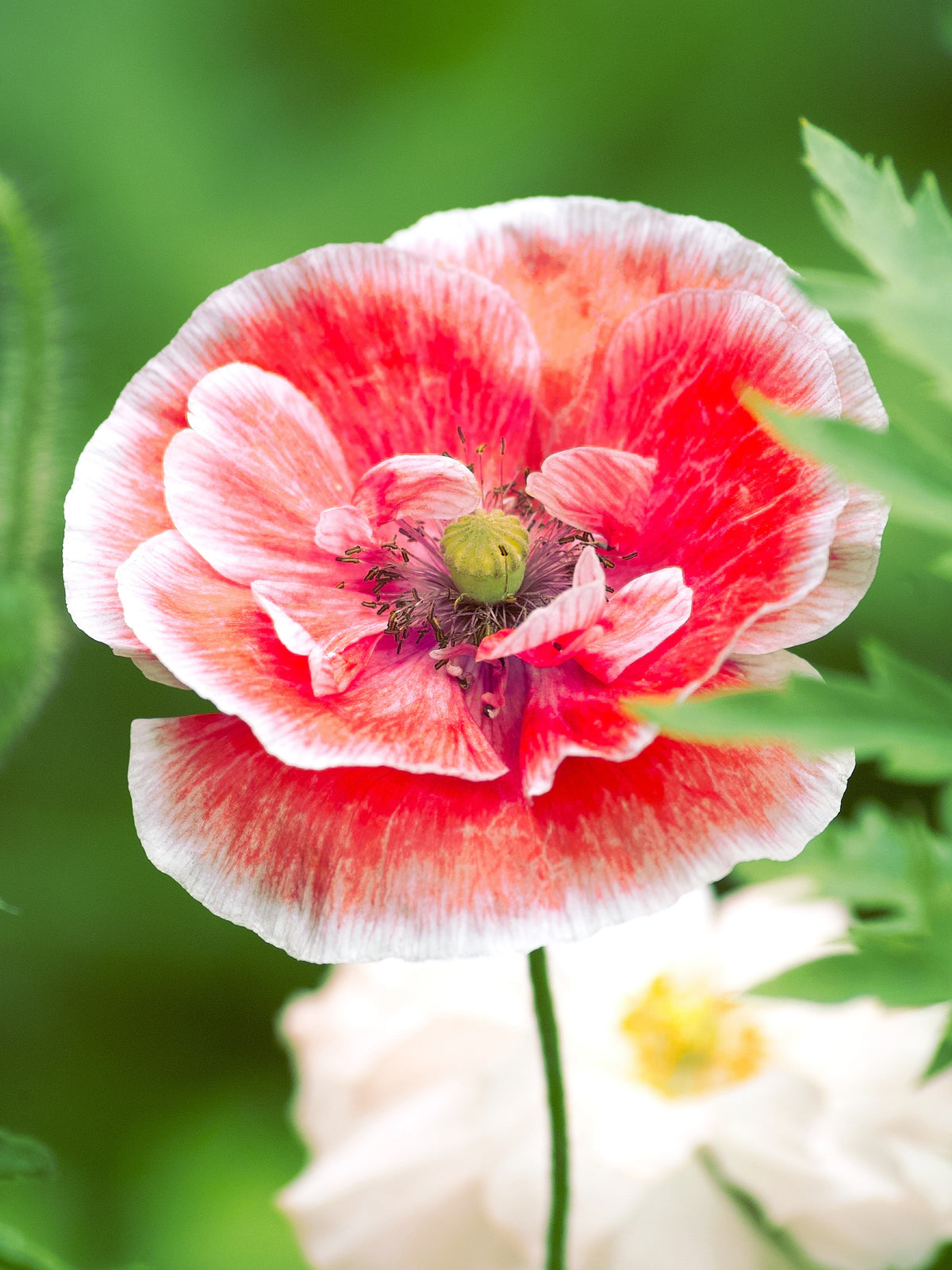 100 MOTHER Of PEARL POPPY Mix Papaver Rhoeas Shirley Flower Seeds Mixed Colors