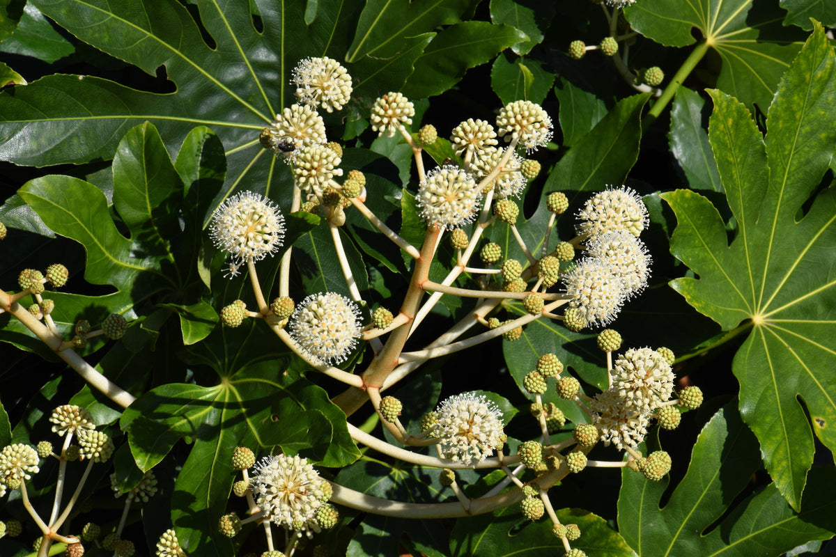 10 JAPANESE FATSI Shrub Flower Paperplant Fatsia Aralia Japonica Seeds
