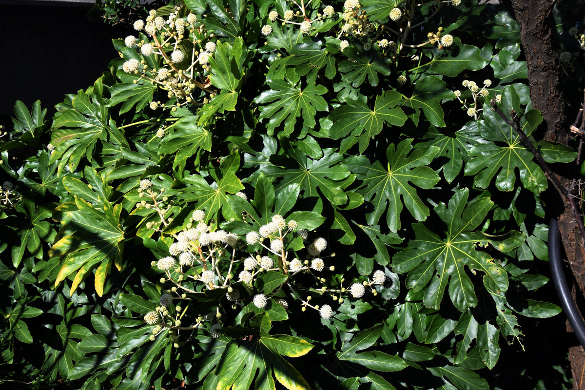 10 JAPANESE FATSI Shrub Flower Paperplant Fatsia Aralia Japonica Seeds