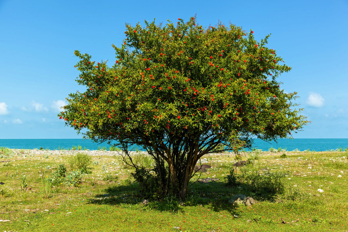 25 POMEGRANATE TREE Punica Granatum Red Fruit Seeds