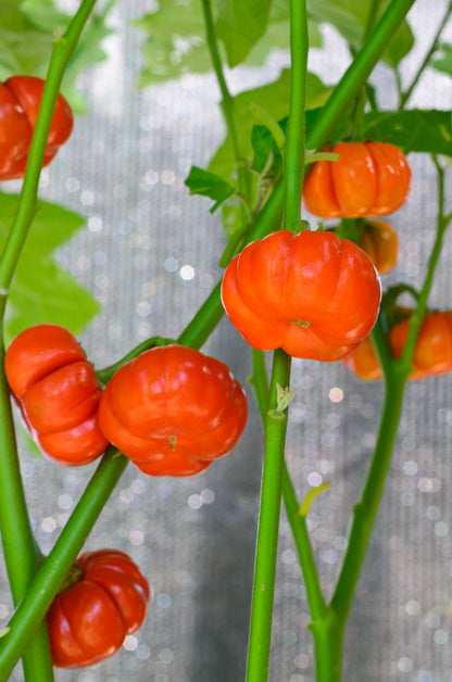 25 TURKISH ORANGE EGGPLANT Scarlet Solanum Aethiopicum Fruit Vegetable Seeds