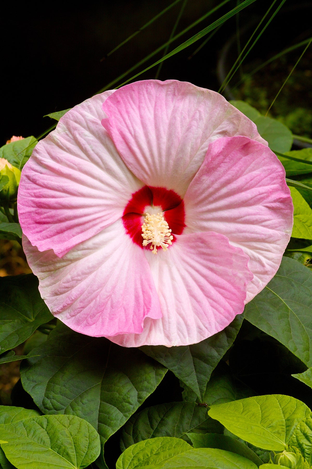 25 MIXED LUNA HIBISCUS Moscheutos Hardy Mixed Colors - Red, Hot Pink, Pink & White Swirl, and White Flower Seeds