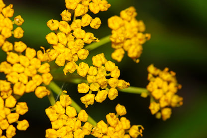 150 GOLDEN ALEXANDER (Golden Zizia / Meadow Zizia) Zizia Aurea Flower Seeds