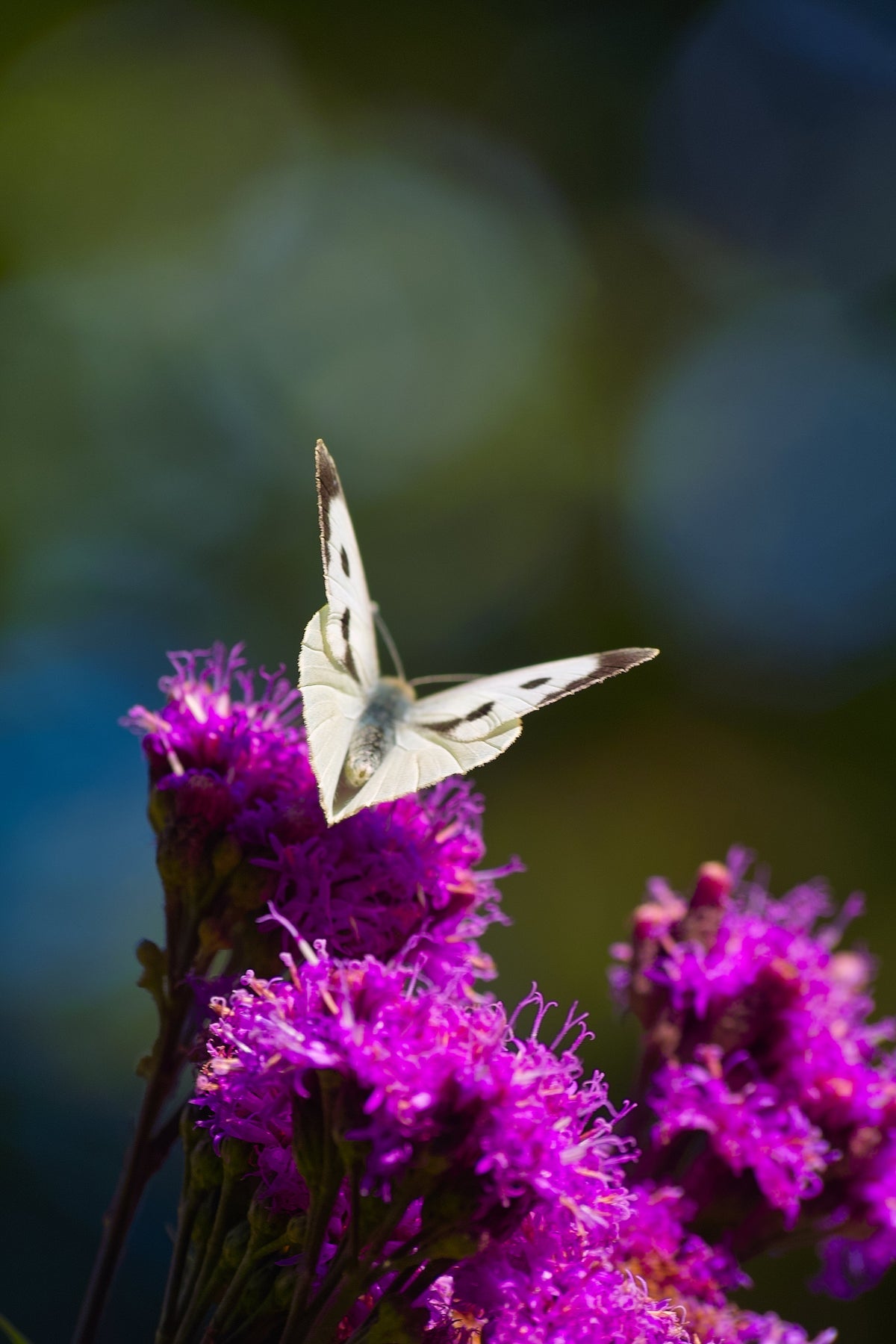 250 PURPLE IRONWEED Prairie Vernonia Fasciculata Flower Seeds