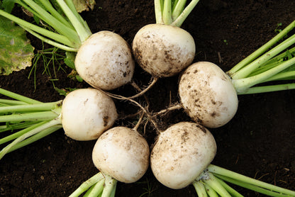 3000 SHOGOIN TURNIP White Japanese Brassica Rapa Root & Greens Vegetable Seeds