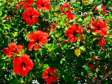 10 Luna RED HARDY HIBISCUS Hibiscus Moscheutos Balhibred Flower Seeds