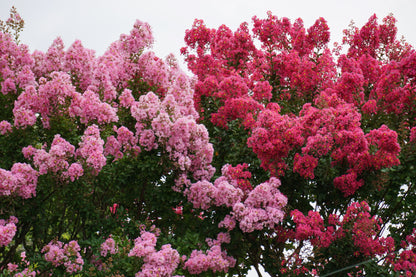 35 Light PINK CREPE MYRTLE Crape Tree Shrub Lagerstroemia Indica Flower Seeds