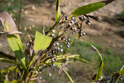 20 JOBS TEARS (Jobi / Coix / Yi Yi Ren / Junos Tears) Coix Lacryma Vegetable Seeds