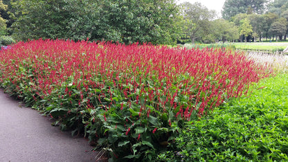 30 Red AGASTACHE HEATHER QUEEN Hummingbrid Mint Hyssop Flower Herb Seeds