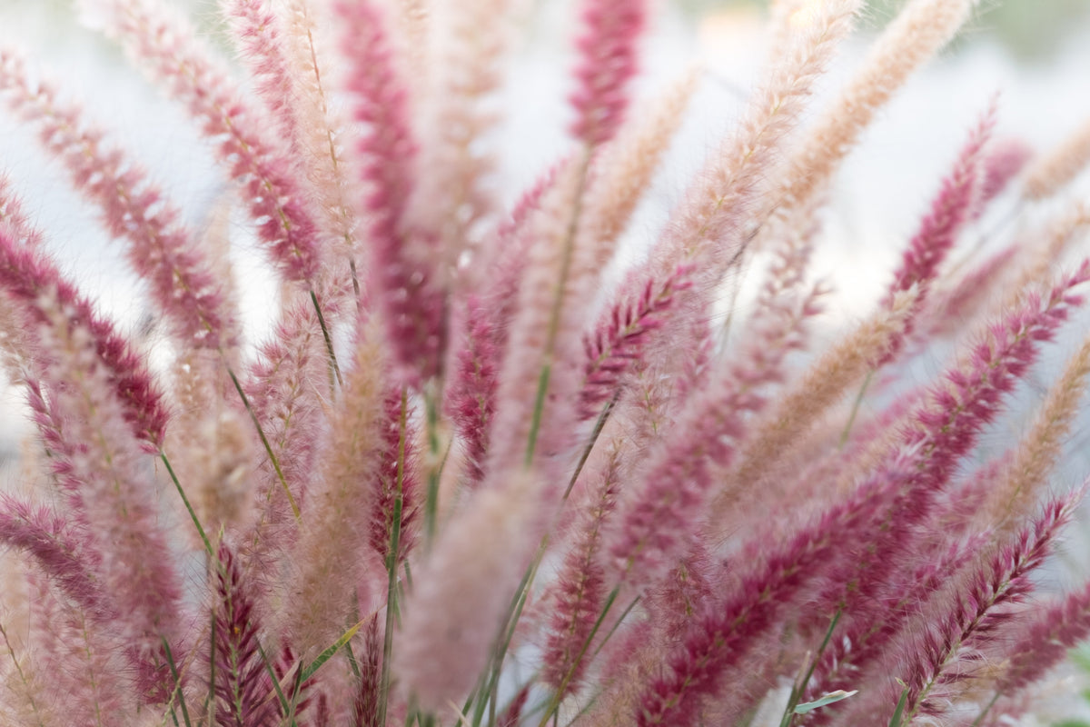 25 PURPLE FOUNTAIN GRASS Ornamental Pennisetum Setaceum Dark Burgundy Flower Seeds
