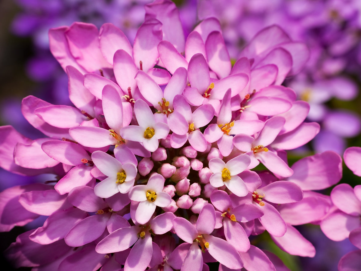 1000 ROSE CARDINAL CANDYTUFT Iberis Umbellata Flower Seeds
