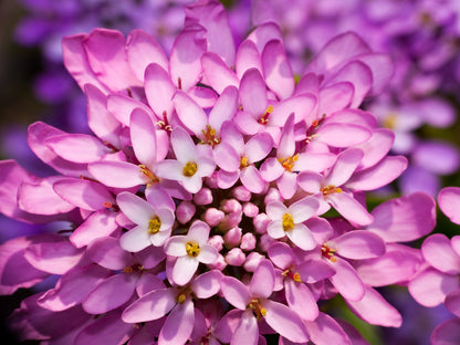 1000 ROSE CARDINAL CANDYTUFT Iberis Umbellata Flower Seeds