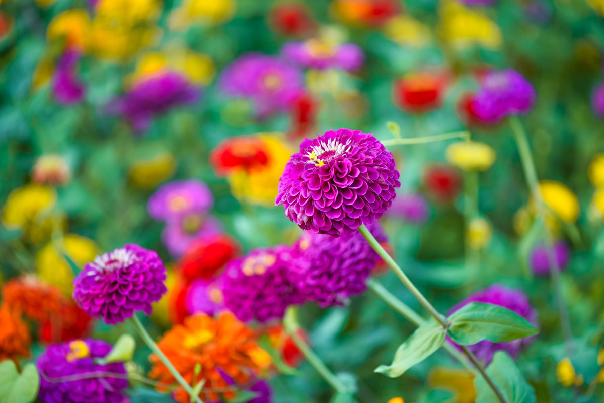 250 VIOLET QUEEN ZINNIA Elegans Purple Double Dahlia Heirloom Flower Seeds