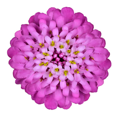 1000 ROSE CARDINAL CANDYTUFT Iberis Umbellata Flower Seeds