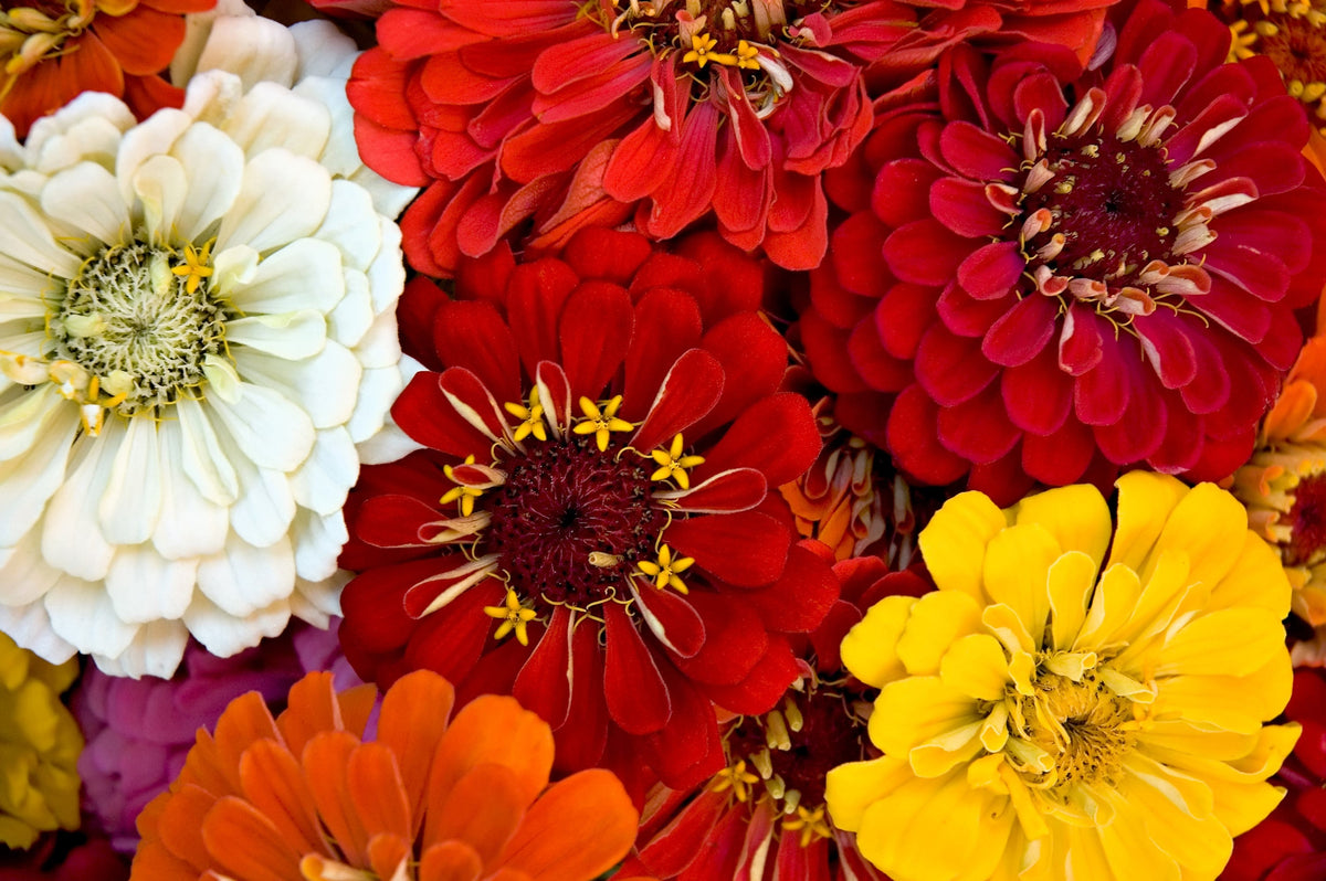 500 Mixed Colors CALIFORNIA GIANT ZINNIA Elegans Flower Seeds