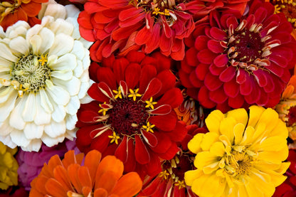 500 Mixed Colors CALIFORNIA GIANT ZINNIA Elegans Flower Seeds