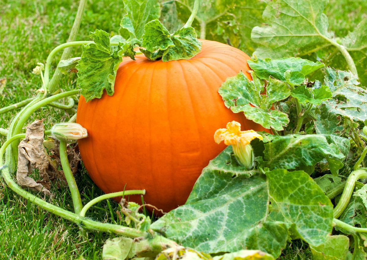 50 JACK O LANTERN PUMPKIN Cucurbita Maxima Vegetable Seeds