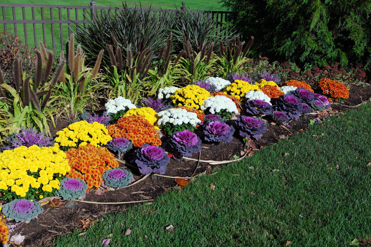 50 MIXED ORNAMENTAL CABBAGE Flowering Cabbage Brassica Oleracea Seeds