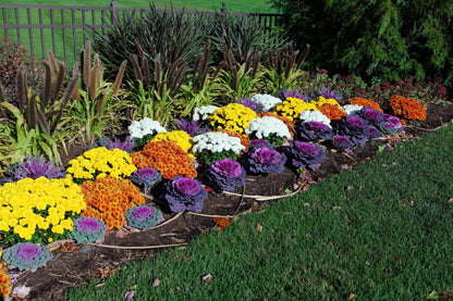 50 MIXED ORNAMENTAL CABBAGE Flowering Cabbage Brassica Oleracea Seeds