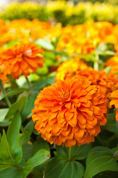 250 ORANGE KING ZINNIA Elegans Flower Seeds