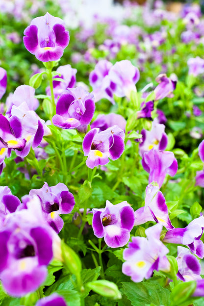 10 KAUAI MIX TORENIA Fournieri Sun or Shade Wishbone Flower Seeds - Mixed Colors 2 Tone Blue Red Pink