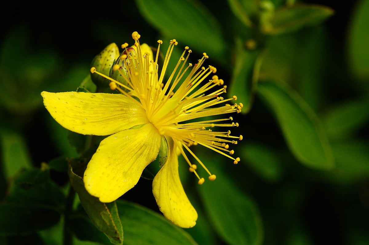 1500 Great SAINT JOHNS WORT St John's Hypericum Pyramidatum Yellow Flower Herb Seeds