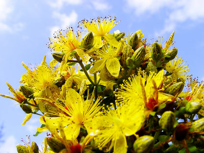 1500 Great SAINT JOHNS WORT St John's Hypericum Pyramidatum Yellow Flower Herb Seeds