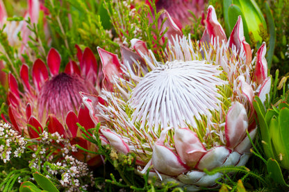 5 Giant KING PROTEA Cynaroides Sugarbush Rare 12" Flower Seeds