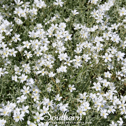 Snow in Summer Chickweed – 100 Seeds