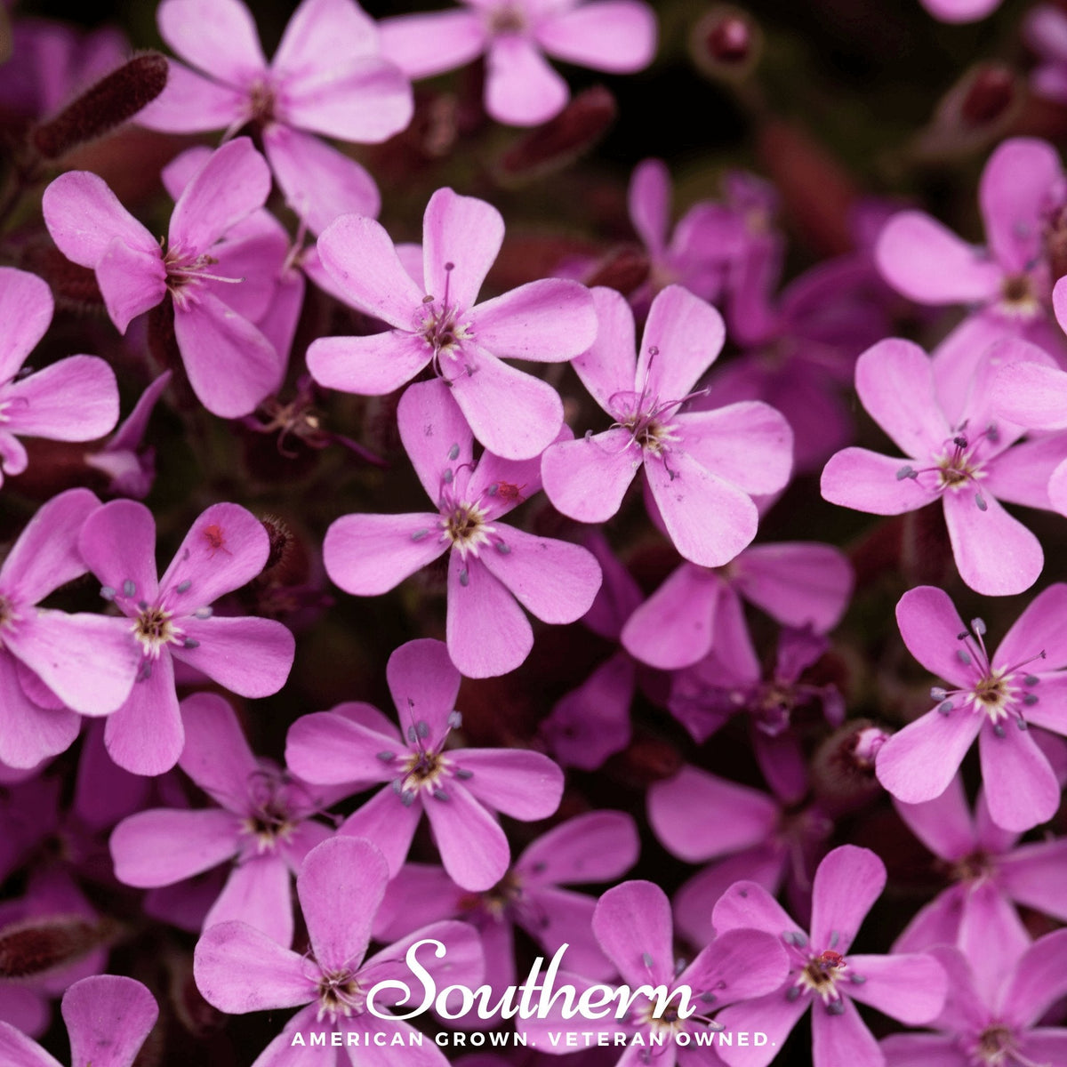 Pink Beauty Cow-cockle Seeds | Airy Pink Flowers | Heirloom Vaccaria hispanica | Easy Annual for Bouquets & Cottage Gardens