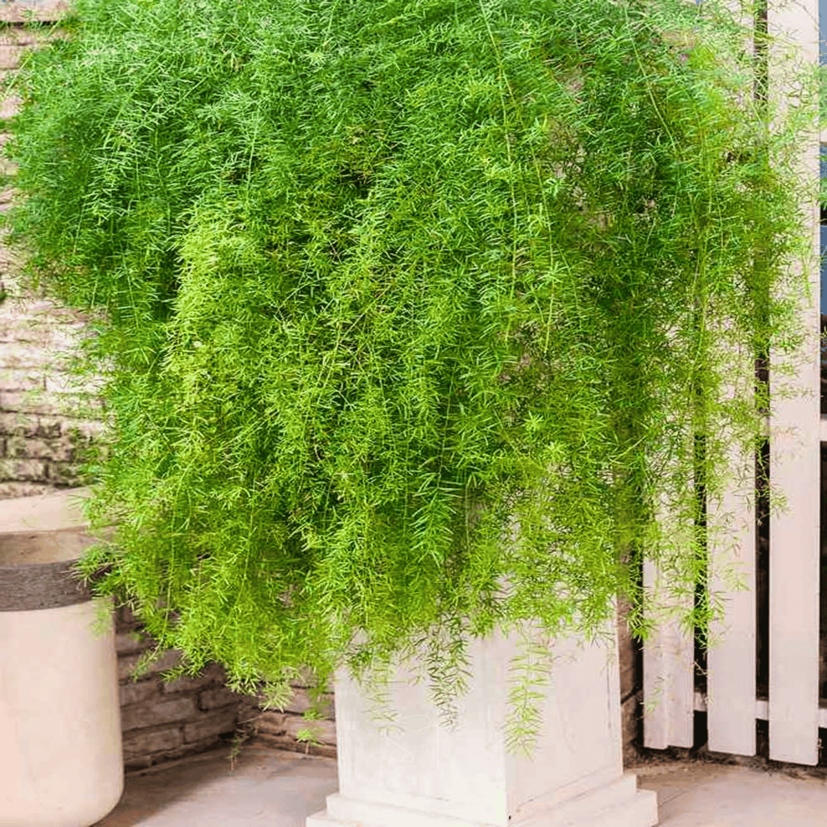 Sprengeri Asparagus Fern – 15 Seeds