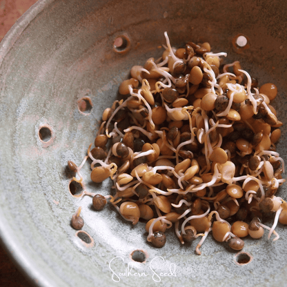Crunchy Lentils Sprout Mix – 500 Seeds