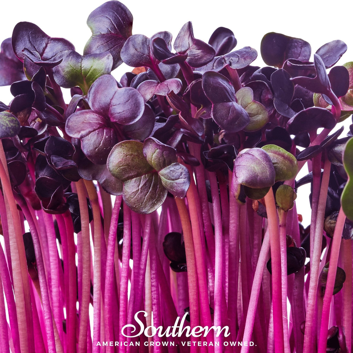 Rambo Purple Sprout – 100 Seeds