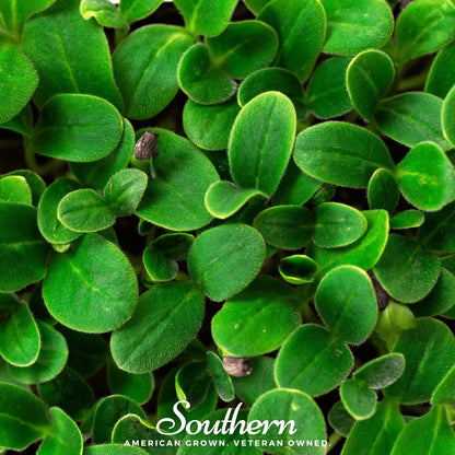 Black Oil Sunflower Sprout – 500 Seeds