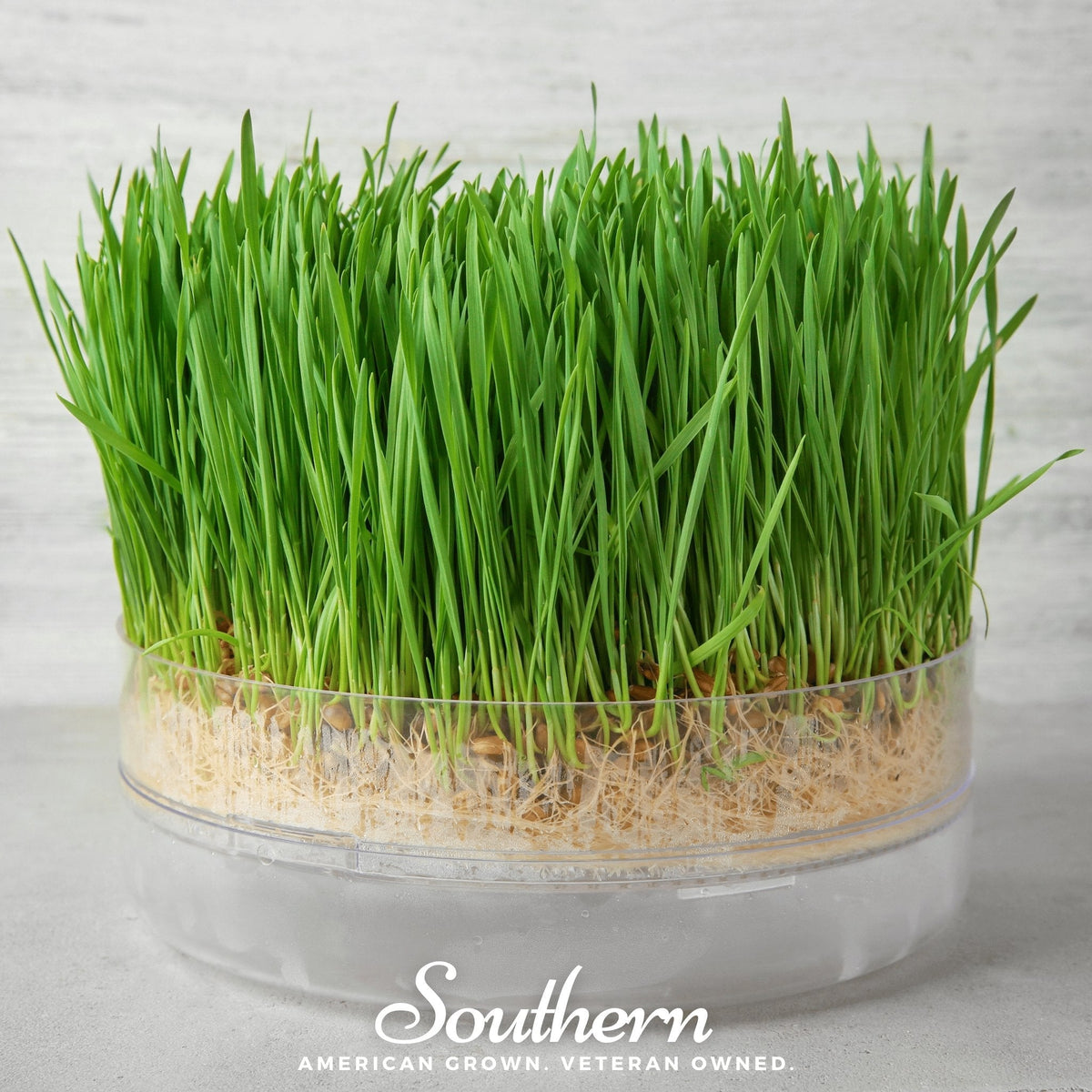 Hard Red Winter Wheat Sprout – 200 Seeds