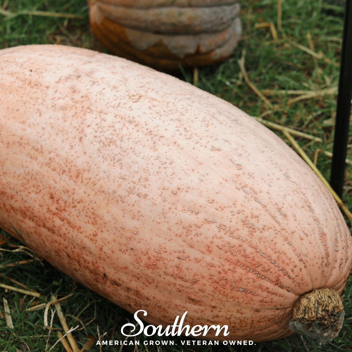 Pink Banana Squash Seeds – Heirloom Non-GMO Cucurbita maxima for Canning & Baking, USDA Zones 3-12