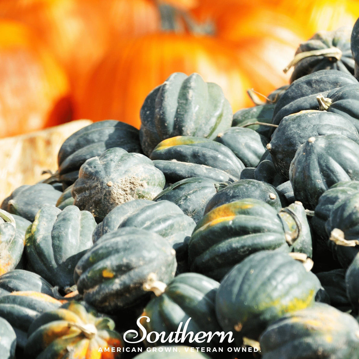 Table King Acorn Winter Squash – 20 Seeds