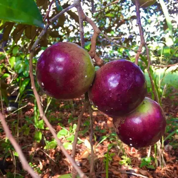 Star Apple Caimito Grafting Cuttings - 4 Unrooted 5-6" Tropical Fruit Tree, Purple/Green Chrysophyllum cainito