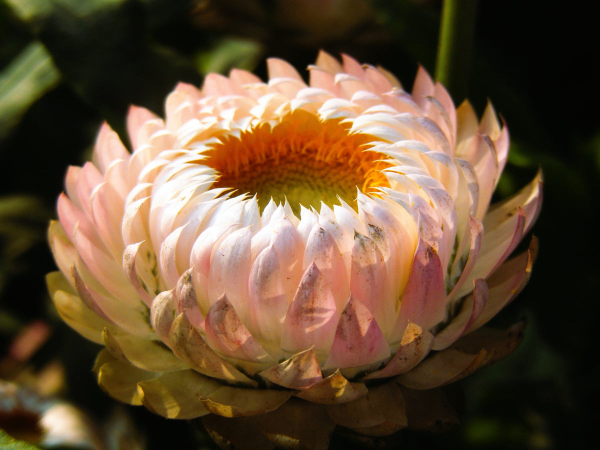 100 APRICOT & PEACH STRAWFLOWER Organic Mix Coral Paper Daisy Helichrysum Xerochrysum Bracteatum Flower Seeds