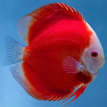 Super Red Discus