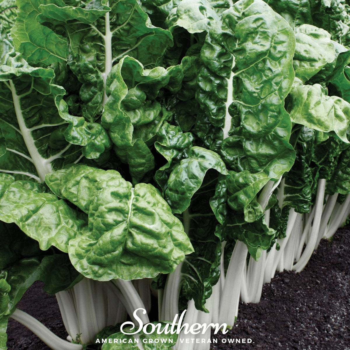 Fordhook Giant Swiss Chard Seeds – Heirloom, Non-GMO, Beta vulgaris subsp. circla, Large Leaves, White Stem, Edible Greens, American Grown