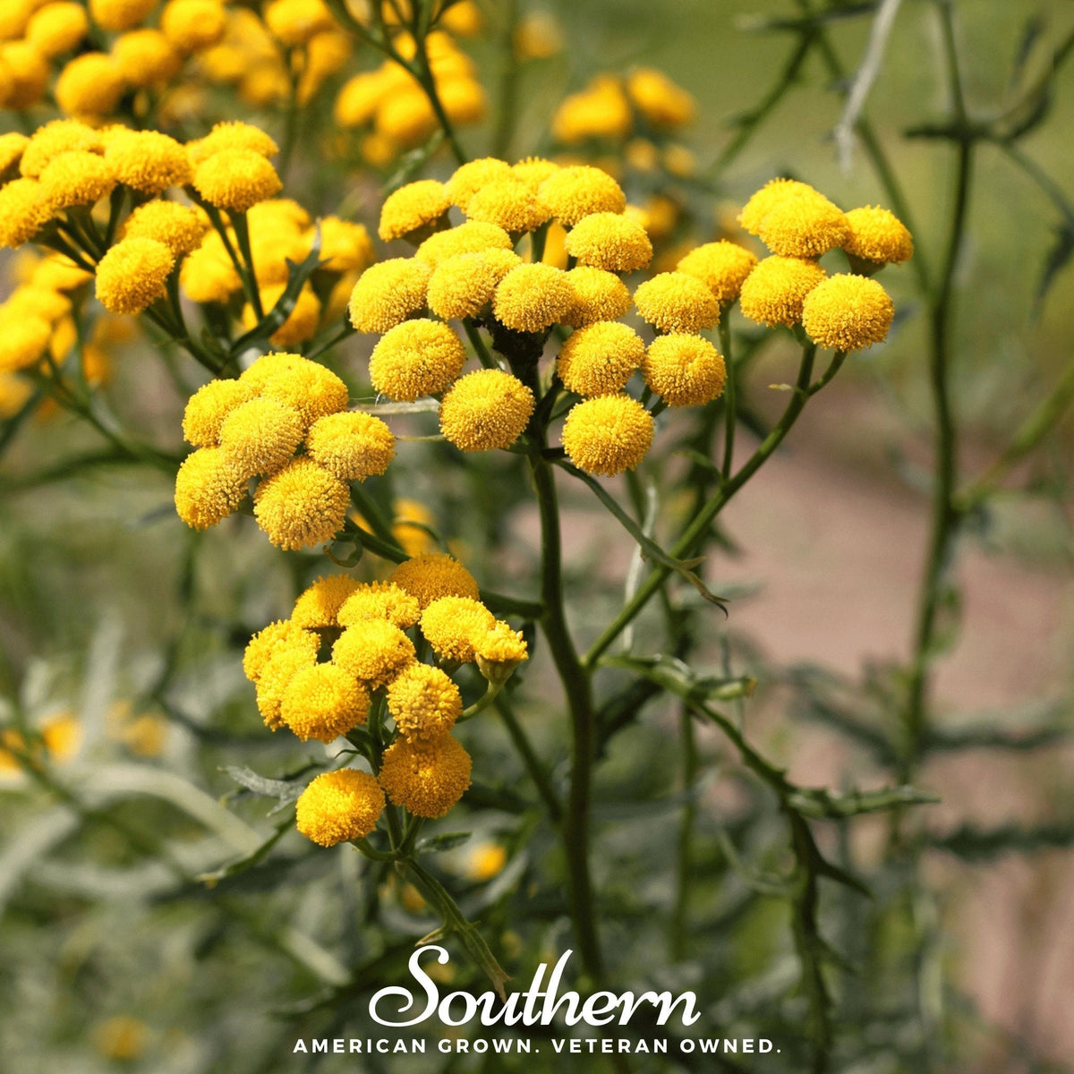 Tansy Seeds – Non-GMO, Bee & Butterfly Friendly, Herbaceous Perennial, Tanacetum vulgare, 100 Seeds