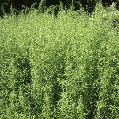 Tarragon – 300 Seeds