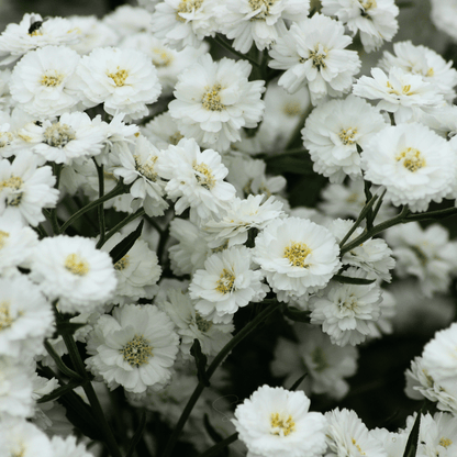 The Pearl Yarrow – 100 Seeds