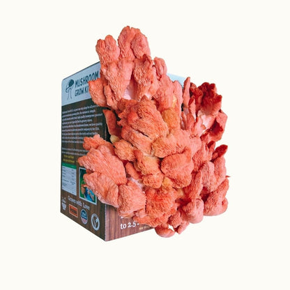 Pink Oyster Mushroom Growing Kit - 5 LBS Spray and Grow