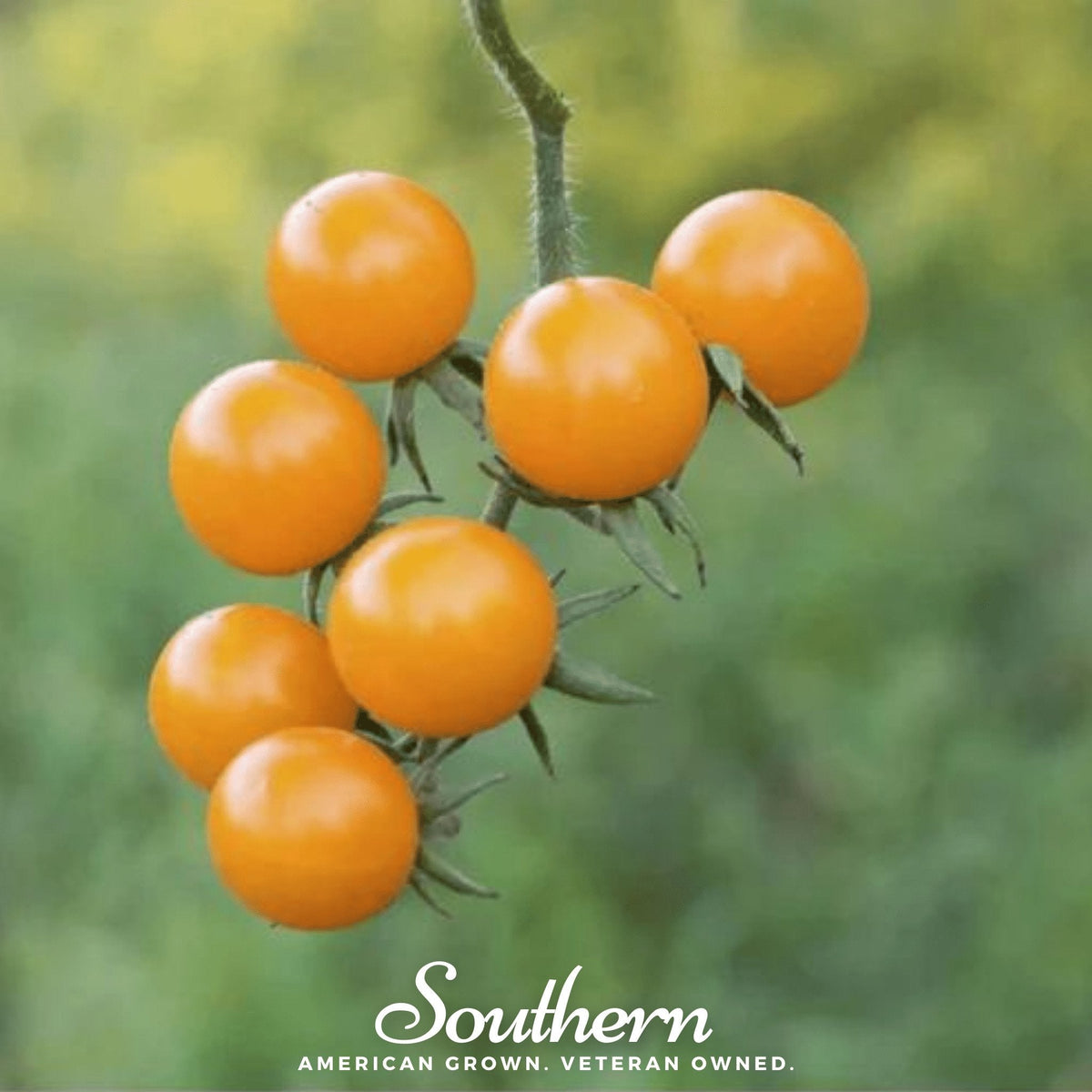 Gold Nugget Cherry Tomato Seeds – Early Maturity, Heirloom, Compact, Golden-Yellow, Solanum lycopersicum